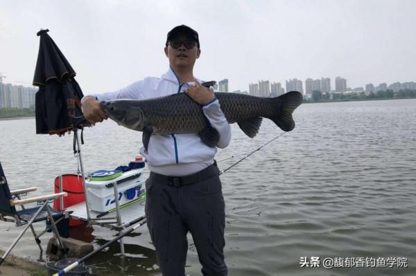 釣青魚時如何誘魚進窩？哪種味型的窩料誘魚效果好？