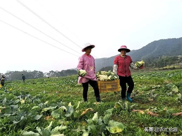 菠菜打掩護,一個月悄悄漲了8倍,多地陷入歉收,價高成了安慰 菠菜打掩護,一個月悄悄漲了8倍,多地陷入歉收,價高成了安慰