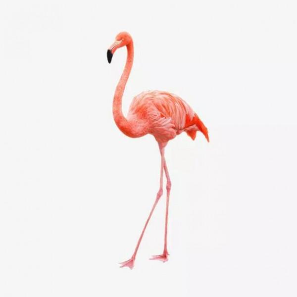 侯鳥火烈鳥紅鶴