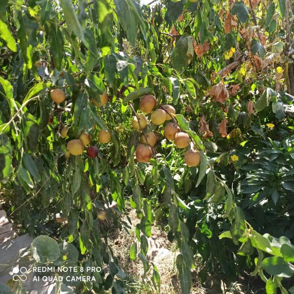 冬棗營養價值高,好吃 冬棗營養價值高,好吃