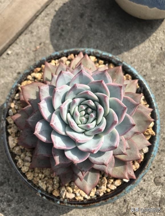 選多肉,這4個品種很不錯,適合新手入手,容易養護不爛根 選多肉,這4個品種很不錯,適合新手入手,容易養護不爛根