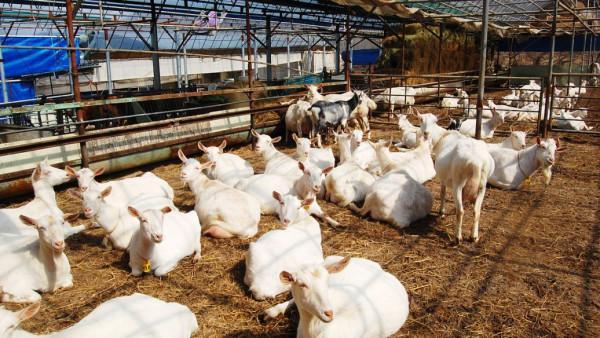 打工10年,養羊10年,販羊10年,賣羊肉10年,誰更牛 打工10年,養羊10年,販羊10年,賣羊肉10年,誰更牛