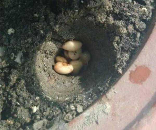 花肥不用買,教你在家制作“萬能肥”,花卉長得旺、葉子綠 花肥不用買,教你在家制作“萬能肥”,花卉長得旺、葉子綠