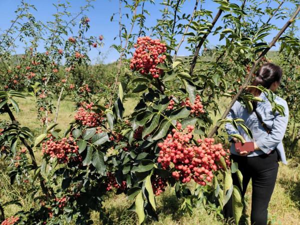 今年果農蘋果樹挖了,該種植什麼?我來告訴你 今年果農蘋果樹挖了,該種植什麼?我來告訴你