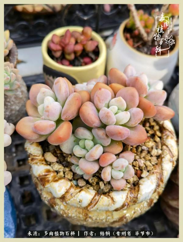 世間瞬息萬變，我們的友誼不變，閨蜜相聚，賞肉言歡