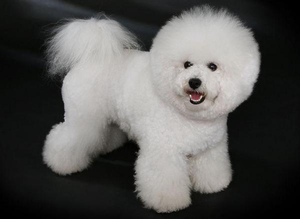 你適合養“公比熊”還是“母比熊”？看完就不用糾結了