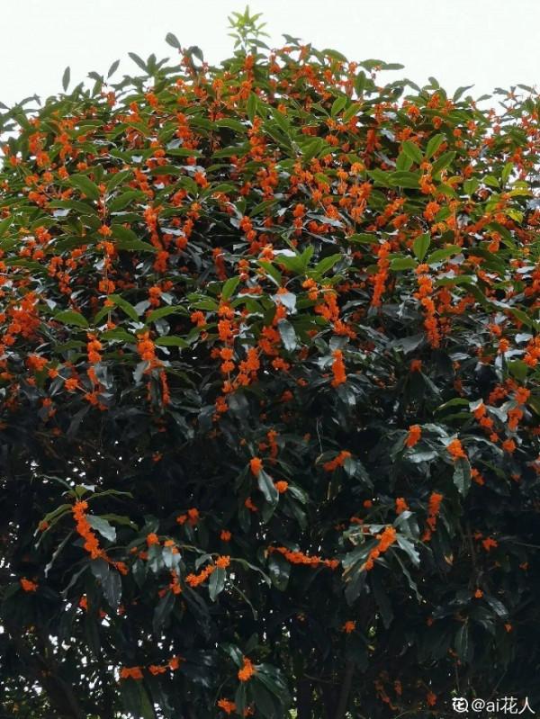 帶著父母回農村，把老院子種滿花，過簡單生活