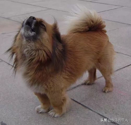 永遠紀念我們的狗狗——“可樂” 永遠紀念我們的狗狗——“可樂”