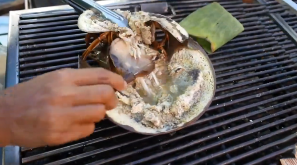 鱟:活了4億年,藍色血液比黃金還貴!被人綁著抽血還吃到瀕危? 鱟:活了4億年,藍色血液比黃金還貴!被人綁著抽血還吃到瀕危?