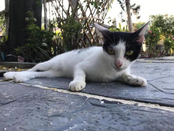 暹羅的精靈——泰國擼貓之旅