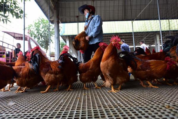 農村養雞技術——傳統閹大公雞閹小公雞有啥區別？如何區分？