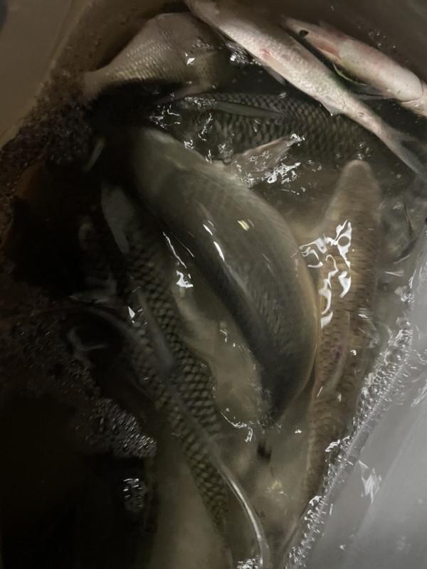 為什麼會釣到了大貨?關鍵是調漂調到位了 為什麼會釣到了大貨?關鍵是調漂調到位了