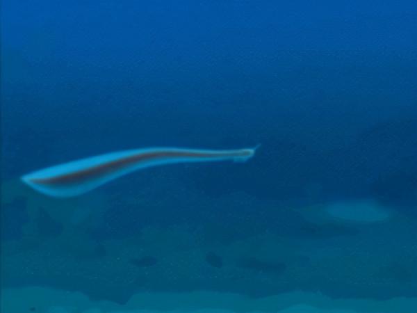 硬核科普:為什麼只有人類進化出高度發達的大腦? 硬核科普:為什麼只有人類進化出高度發達的大腦?