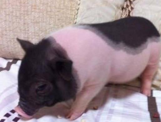 全球十大最受歡迎寵物排名，寵物貓狗成為人們首選