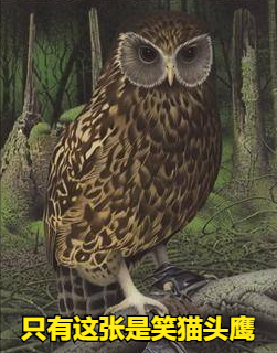 擁有漂亮羽冠的所羅門冕鴿，和發出笑聲的笑貓頭鷹，怎麼滅絕的？