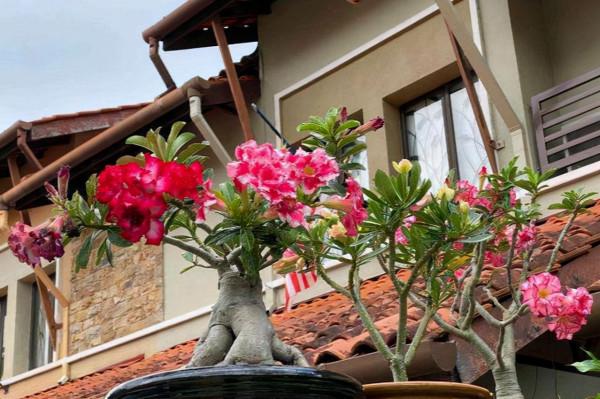 9種富貴花,長成老樁也要用“小盆”養,不然爛根又黃葉,難養好 9種富貴花,長成老樁也要用“小盆”養,不然爛根又黃葉,難養好