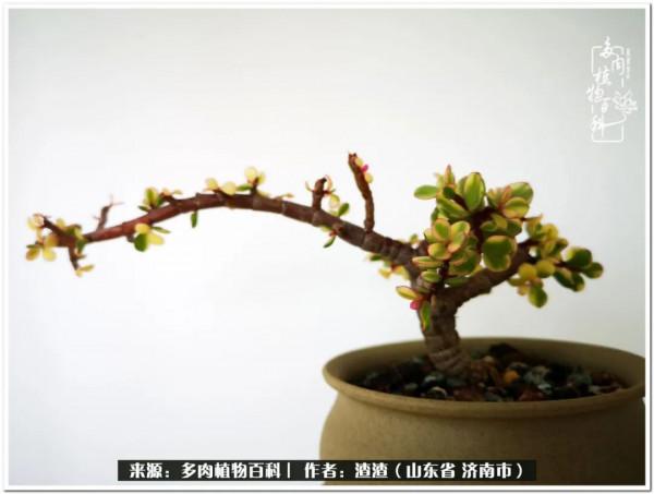 一個不稱職90後的闡述：何以解憂？唯有多肉