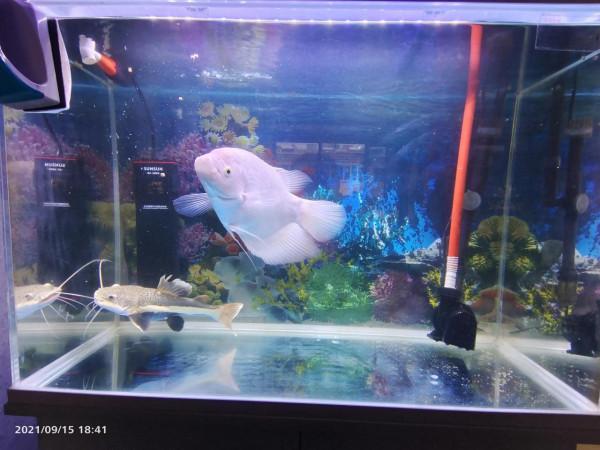 各種魚缸過濾系統大全介紹,幫你選擇合適的過濾系統 各種魚缸過濾系統大全介紹,幫你選擇合適的過濾系統