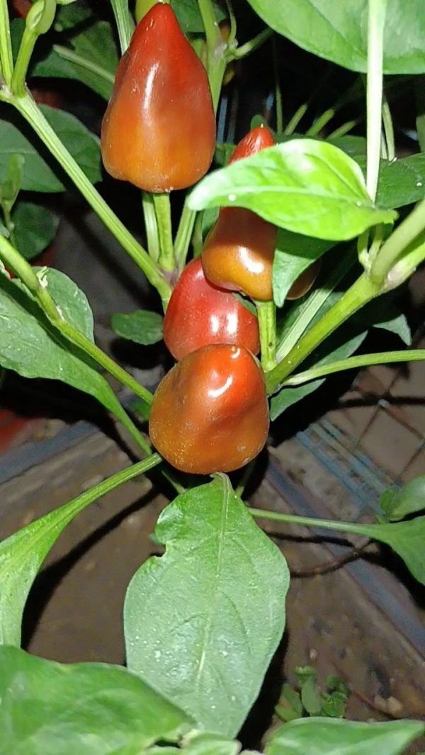 陽臺也能打造菜園子，現在種1個月後就能吃，省下多少買菜錢