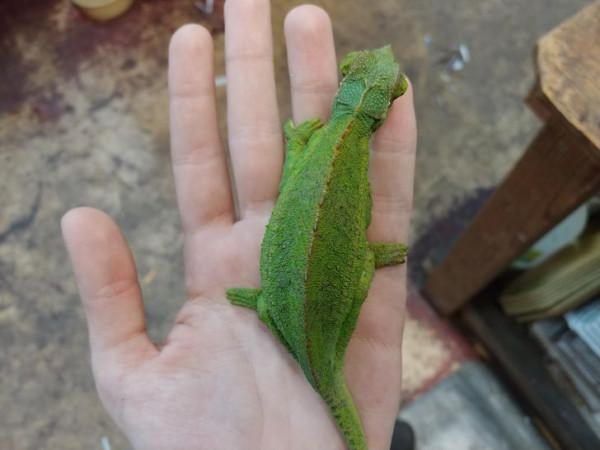 16張動物懷孕的照片,表明懷孕會增加所有動物的魅力 16張動物懷孕的照片,表明懷孕會增加所有動物的魅力