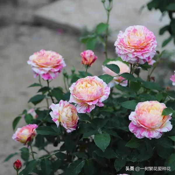 廣東三寶&mdash;&mdash;莫奈，條紋系美花，耐曬耐熱對天熱地區友好的月季