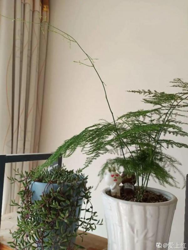 7種花有個小機關,找對位置開啟它,新芽爆滿盆 7種花有個小機關,找對位置開啟它,新芽爆滿盆