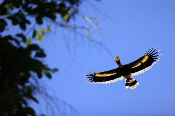 佳能EOS R5尋找密林中的金盔武士 佳能EOS R5尋找密林中的金盔武士