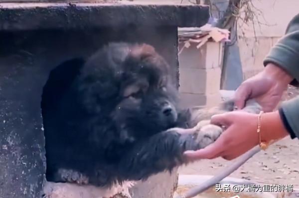 小狗鑽進“灶坑”取暖,不給貓咪留位置,主人拿它沒轍,扯不出來 小狗鑽進“灶坑”取暖,不給貓咪留位置,主人拿它沒轍,扯不出來