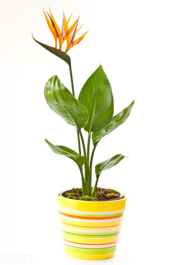 客廳層次感太弱？養這6種綠植試試，大氣又立體，幸福感倍增