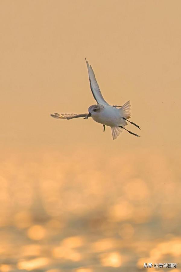 自帶“飯勺”的極危物種 勺嘴鷸