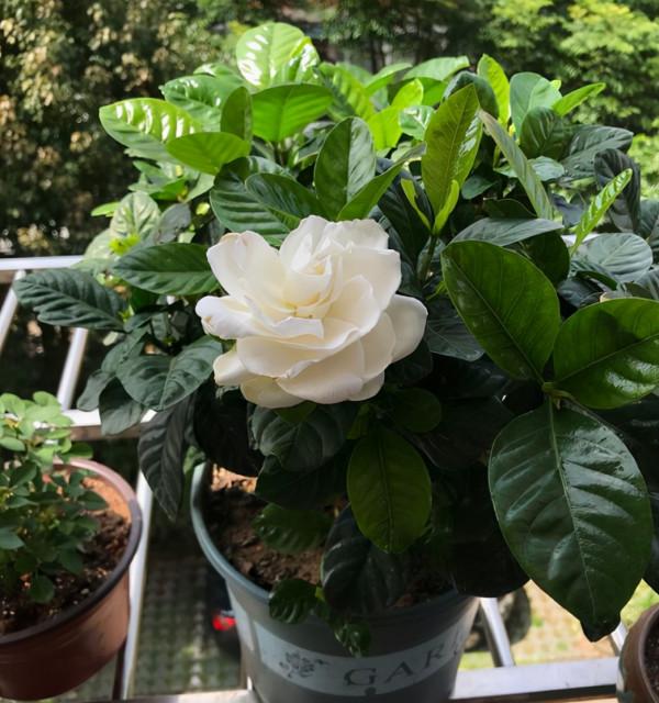 梔子花發財樹很容易黃葉,澆水加上2種“料”,葉片油綠長勢旺 梔子花發財樹很容易黃葉,澆水加上2種“料”,葉片油綠長勢旺