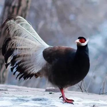 鳥的世界 鳥的天堂