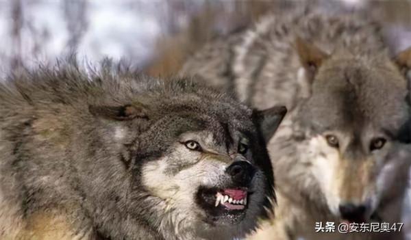 世界上最小的狼