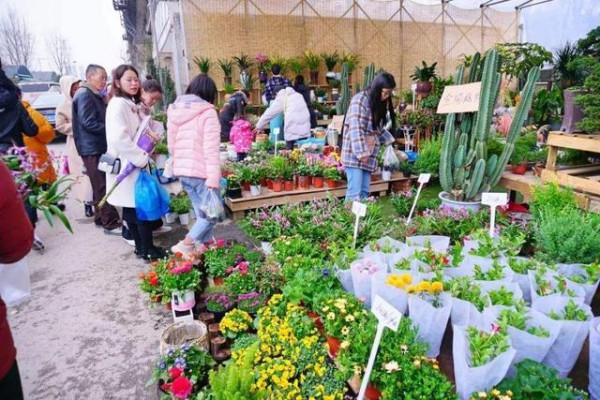 節後去花市“撿漏”，牢記“5買、5不買”，不花冤枉錢