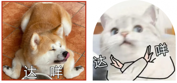 「萌寵鬧元宵」毛孩子可以吃元宵嘛？