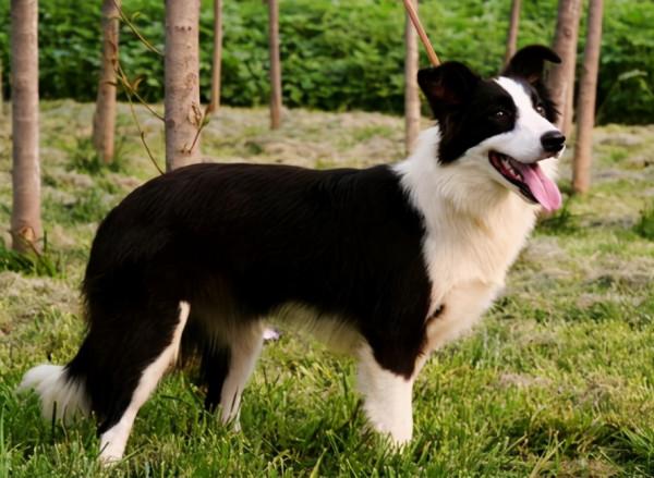 盤點熱門犬種：什麼狗狗更適合你呢？