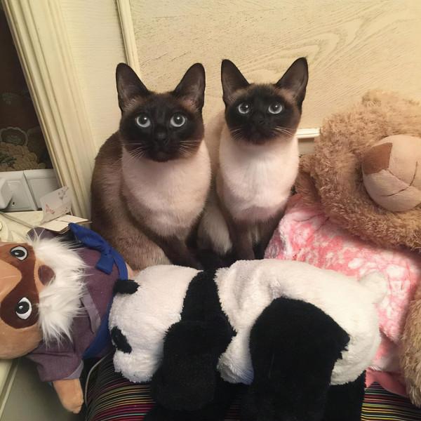 這幾種貓“沒有攻擊性”，非常溫順，適合有小孩的家庭養