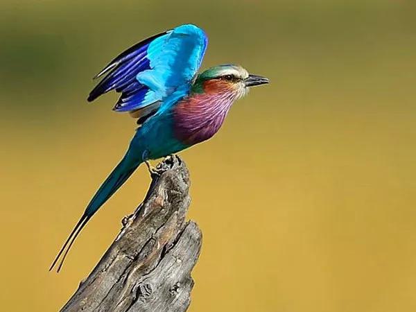 分享&mdash;&mdash;天生麗質的鳥兒