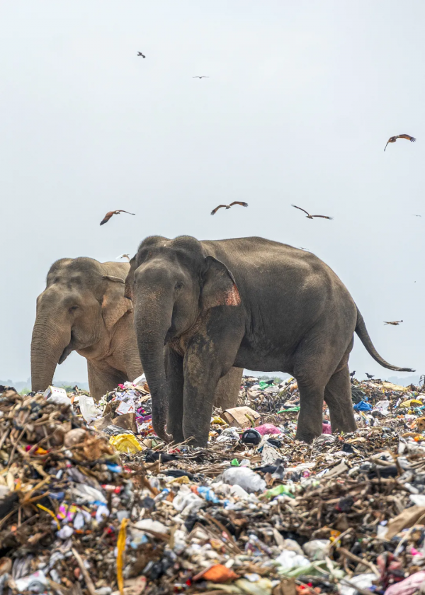 2021年度動物，是誰？