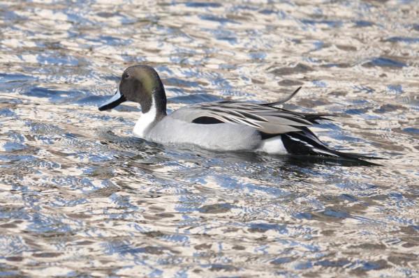 春節清河觀鳥記錄