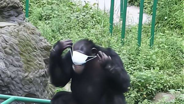 網紅黑猩猩會洗衣、剪指甲，人們感到擔憂，它會變成新型人類嗎？