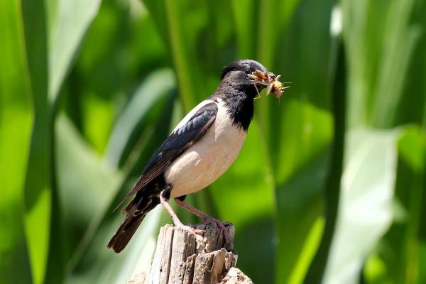 世界第一大蟲災，20萬隻粉紅椋鳥到達新疆後，滅蝗大戰就開始了