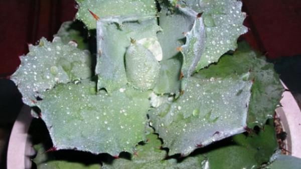 你過來，我告訴你秋冬季植物怎樣養護？