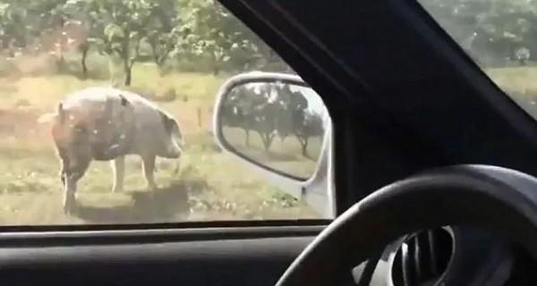 為了自由，勇敢小豬從高速行駛卡車上一躍而跳，被救後改變了主人