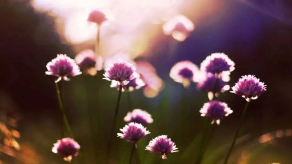 老彭 作者：汪開宏