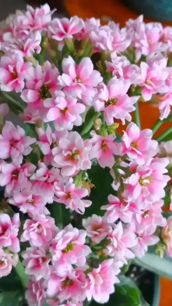 養盆長壽花送給爸和媽