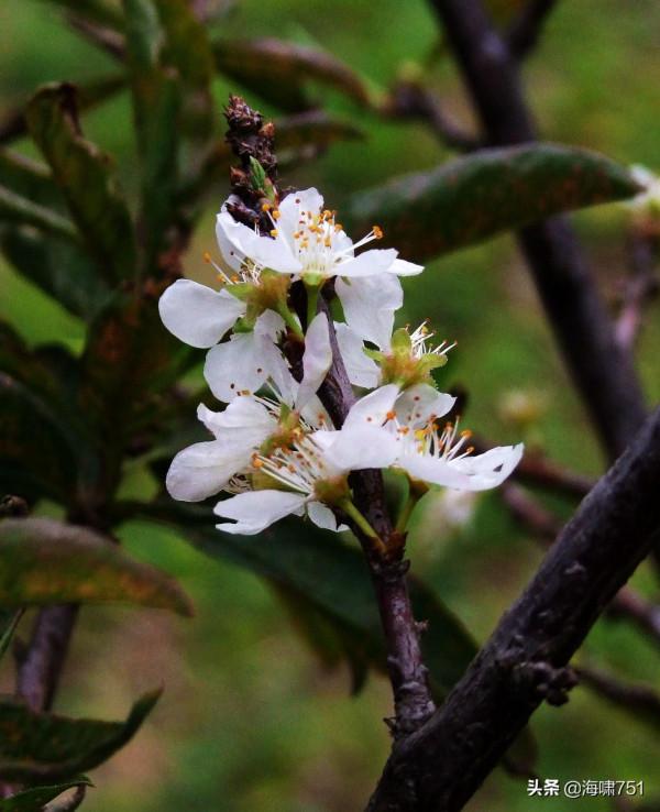 十八羅漢山的梨花開了