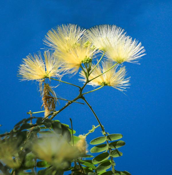 合歡花綻妍 合歡花綻妍