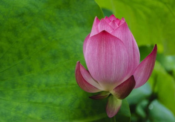 不會很偏激更坦率地看待一切總是知道如何適應三個生肖 不會很偏激更坦率地看待一切總是知道如何適應三個生肖