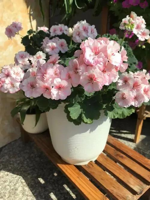 向您介紹哪些花木對人體有害